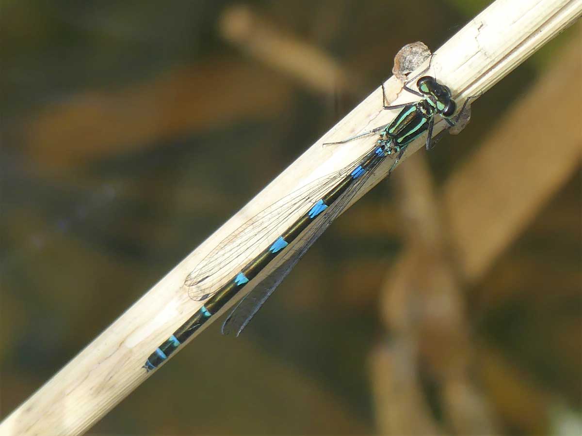 Coenagrion_pulchellum